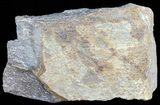 Bargain Polished Pliosaur (Liopleurodon) Bone - England #53455-1